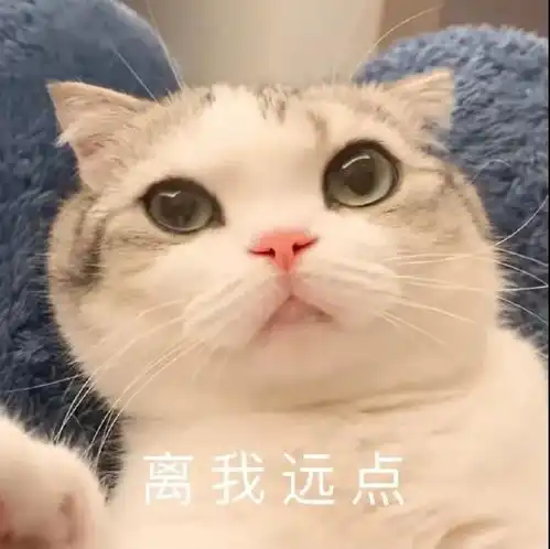 萌宠表情包今天也要加油喵
