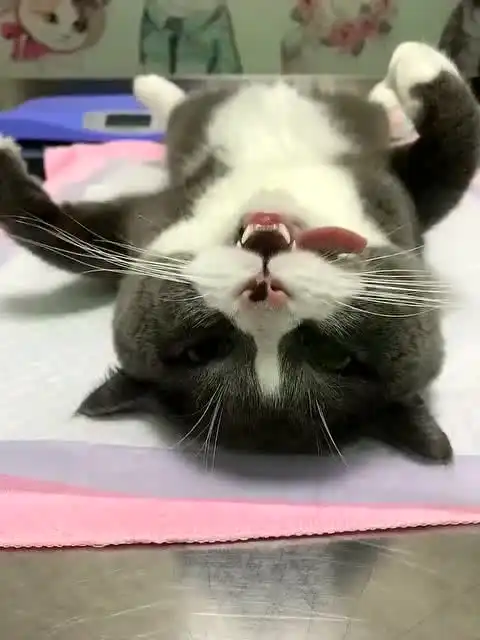 给猫咪做手术,打完麻药之后,猫咪的表情真的太可爱了
