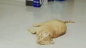 一只表情凶狠狠的橘猫猫
