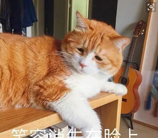 女主养了一只闲不住的猫,一言不合就逃跑,抓它回来时表情绝了
