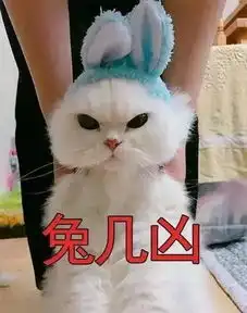 超级凶的猫咪表情包
