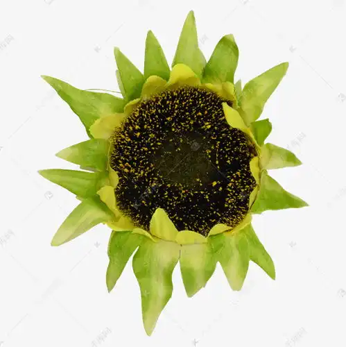 表情向日葵花骨朵素材图片免费下载千库网表情

