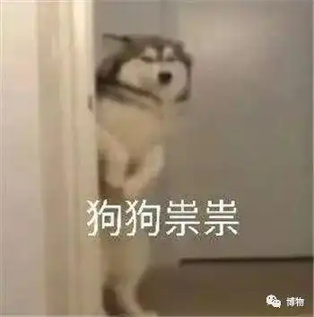 狗狗os我不是真的狼,但你是真的狗
