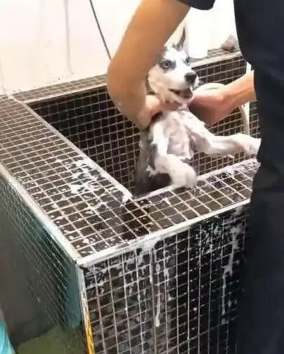 二哈被主人带去强行洗澡,最后反抗无效,表情让人不寒而栗
