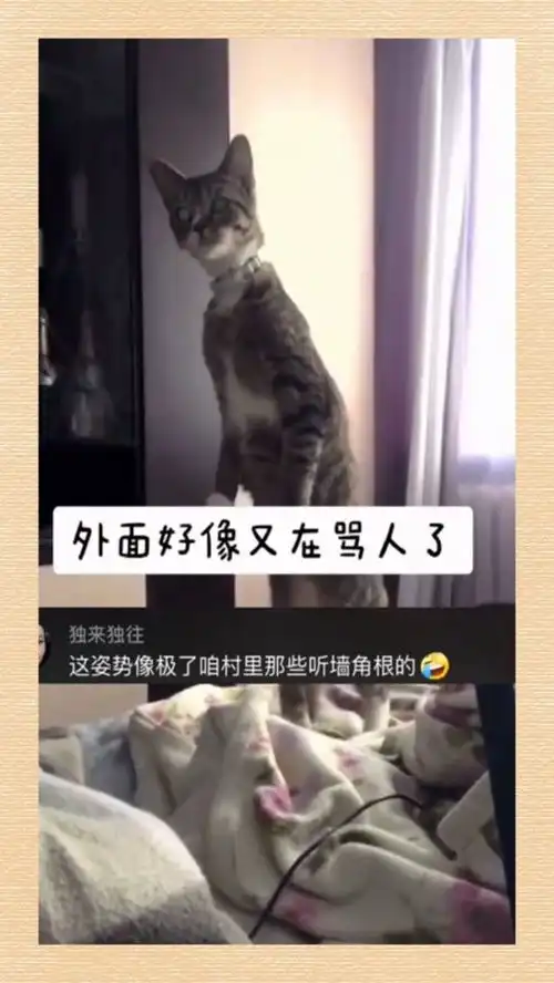 八卦的猫咪,小表情包可爱

