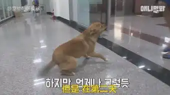 空姐收留了一只小黄狗,谁料这货不仅粘人还是个小色狗

