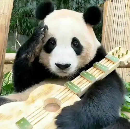 这对熊猫明星夫妻,即将二胎
