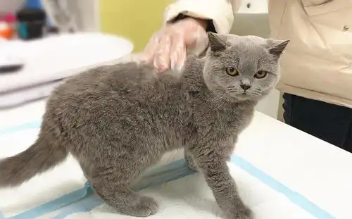 猫咪来医院复查,凶巴巴地看着医生,结果一看见主人立马变表情
