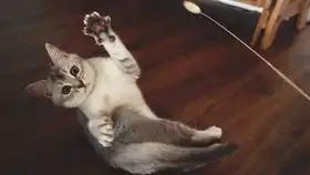 搞笑给猫用的手机app猫脸配搞笑表情贴图

