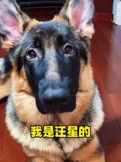 傻狗村的来啦德牧幼犬全国各地上分
