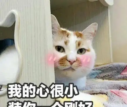 据说养猫之后都会有这5个副作用,养猫越久还越严重
