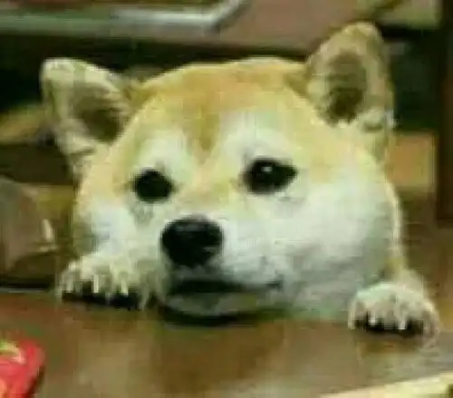 求这个柴犬原图,做表情包用
