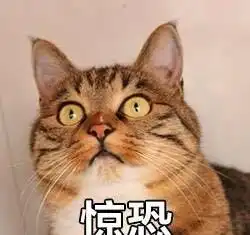 猫咪个性表情包,看什么没见过帅猫啊
