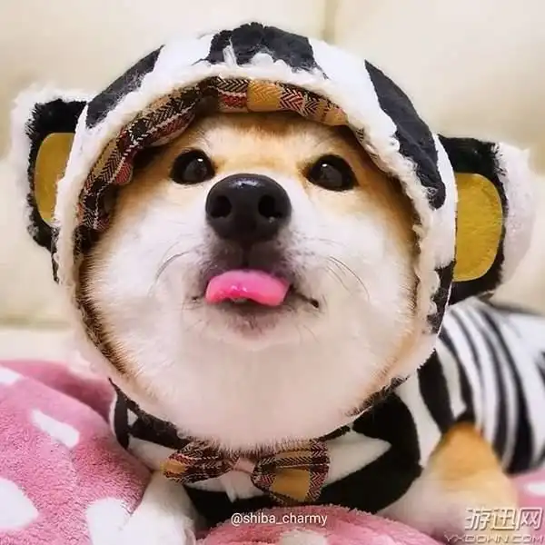 真的是别人家的狗啊阳光治愈系表情包柴犬charmy
