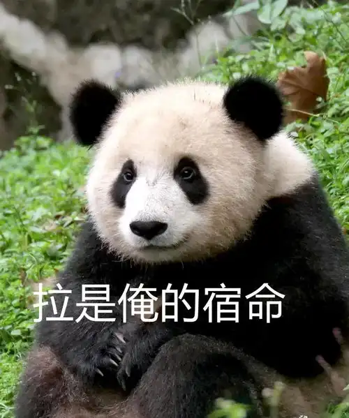 听说四川过年发熊猫手慢无
