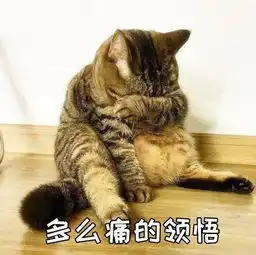 你家猫咪不温柔你错了,也许它只是对你不温柔
