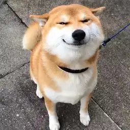 柴犬的表情包仅次于哈士奇,这表情很丰富啊
