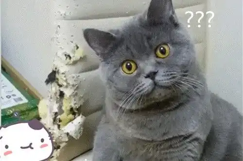 猫咪拆椅子,主人刚准备教训,可它的表情让人止步不前
