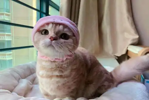 铲屎官给橘猫戴上粉红色帽子,结果遭猫咪嫌弃,高傲的表情太萌了

