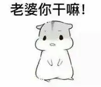 hamham仓鼠表情包老公老婆全套仓鼠情侣专用表情包最新
