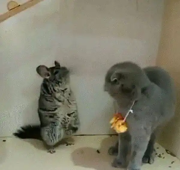 当龙猫遇上超肥蓝猫,二猫对峙的表情令人笑喷了

