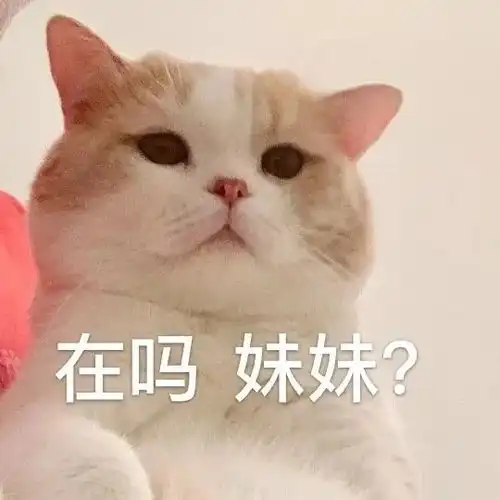 和男朋友打情骂俏的沙雕猫咪表情包

