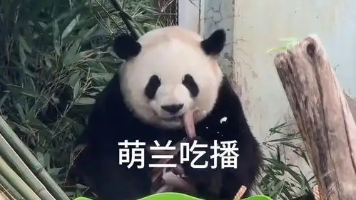 大熊猫萌兰,躺着吃播有多安逸
