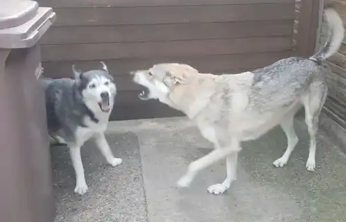 网友说他家二哈很凶,朋友带来一只狼犬,结果被打脸了
