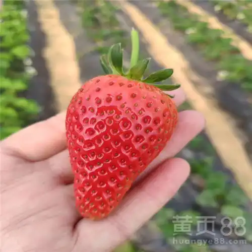 批发卡姆萝莎草莓苗卡姆萝莎草莓苗价格及报价