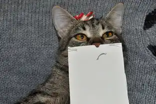 爱宠,猫猫的醉人表情
