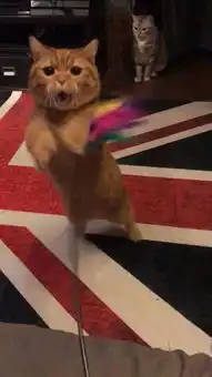 主人逗橘猫,小家伙的表情太夸张,网友后面那只才是亮点
