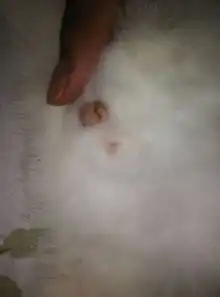 公猫绝育后几天能摘伊丽莎白圈和恢复
