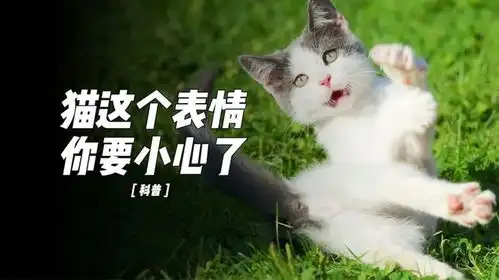 你知道猫的这个表情预示着什么吗
