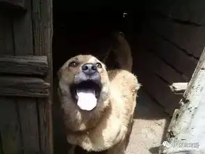 中华田园犬我国本土的自在小可爱

