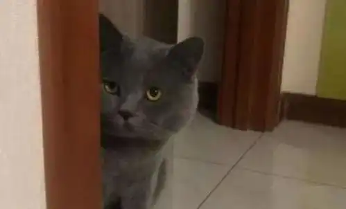 主人当着蓝猫面,假装偷吃猫罐头,蓝猫秒变表情包,主人笑翻
