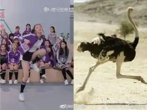 杨超越鸵鸟什么意思杨超越鸵鸟梗出处及表情包分享
