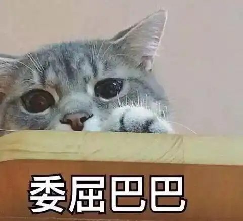 papi酱怀孕了,是不是该把猫关起来不让上床
