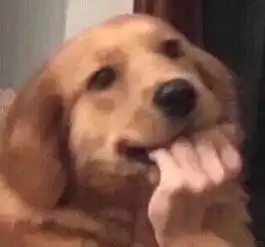这些沙雕狗子表情包简直太适合你了

