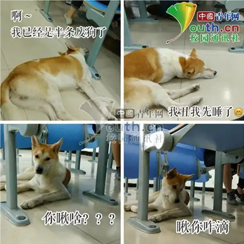 二哈偷偷溜进图书馆,见人就亲网友它在人脸识别
