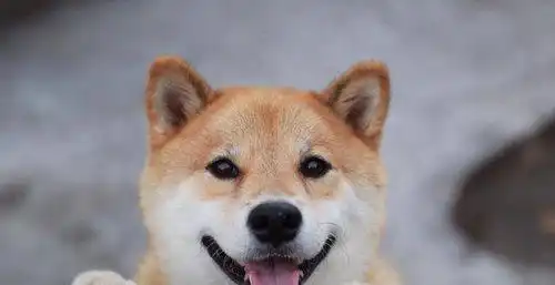 柴犬和秋田犬是同一种狗别傻了简单7点就能分清
