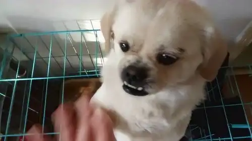 铲屎官和狗子互动表情,我家的小兜齿反映最可爱
