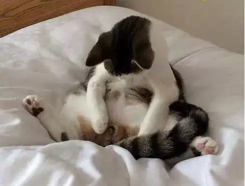 猫咪醒来发现蛋蛋不见了,一脸懵逼
