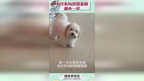 男朋家的现实中帕恰狗
