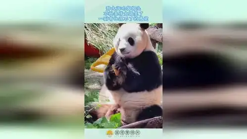 胖大海吃窝窝头,不料表情太搞笑了,一副有仇报不了的感觉
