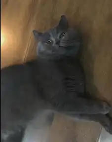 成精蓝猫熟练开锁越狱,看到铲屎官就守在门外后,表情绝了

