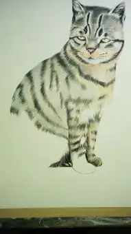 一只眼神幽怨的猫
