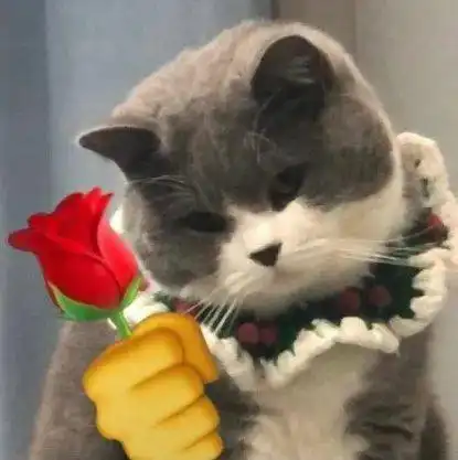 猫猫拿玫瑰花表情包
