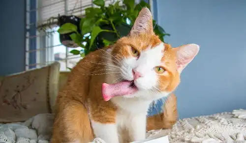 猫咪吃薄荷,却吃出了神游的感觉,活生生的一组表情包
