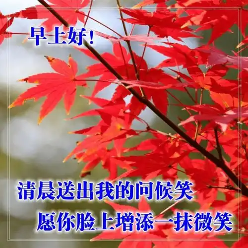 11月5日早上好问候语图片合集,微信群发早晨好祝福语带表情包
