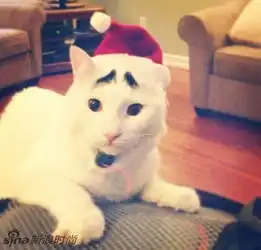 萌猫咪天生长八字眉表情忧郁爆红网络
